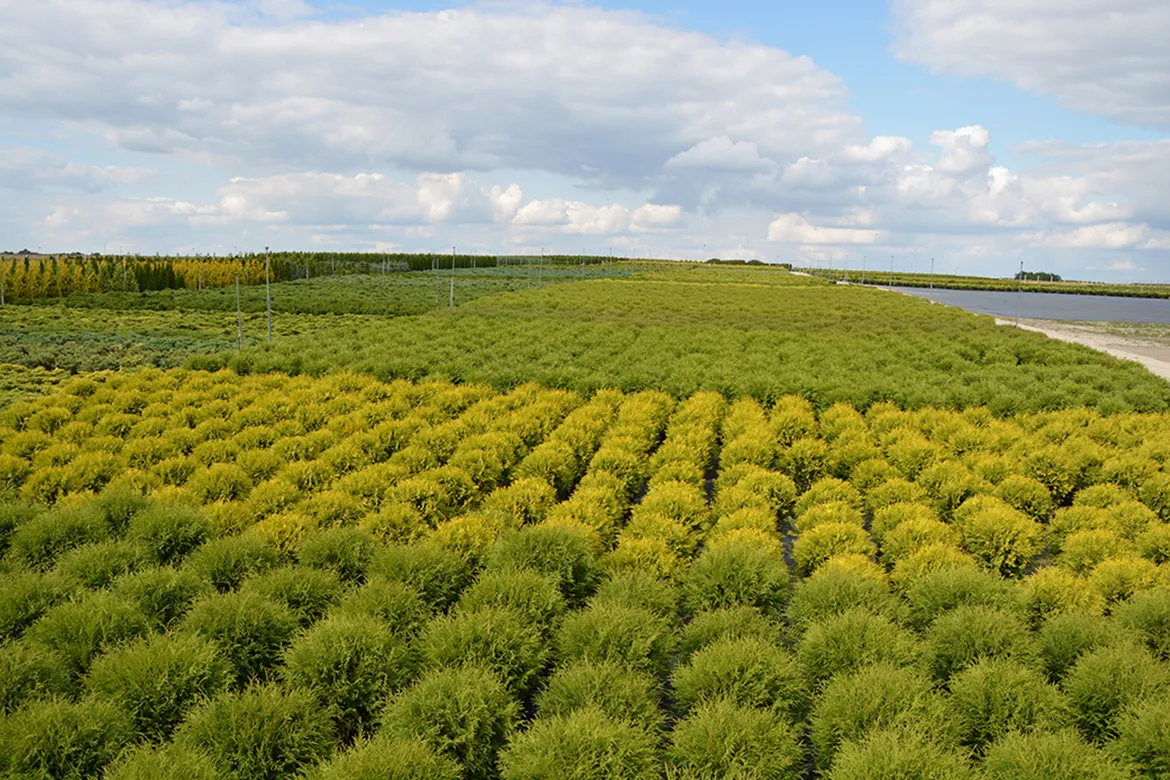 пітомнікавы матэрыял вытворчасць і дыстрыбуцыя Польшча слайд 02