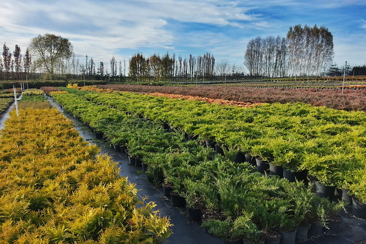 пітомнікавы матэрыял вытворчасць і дыстрыбуцыя Польшча слайд 03