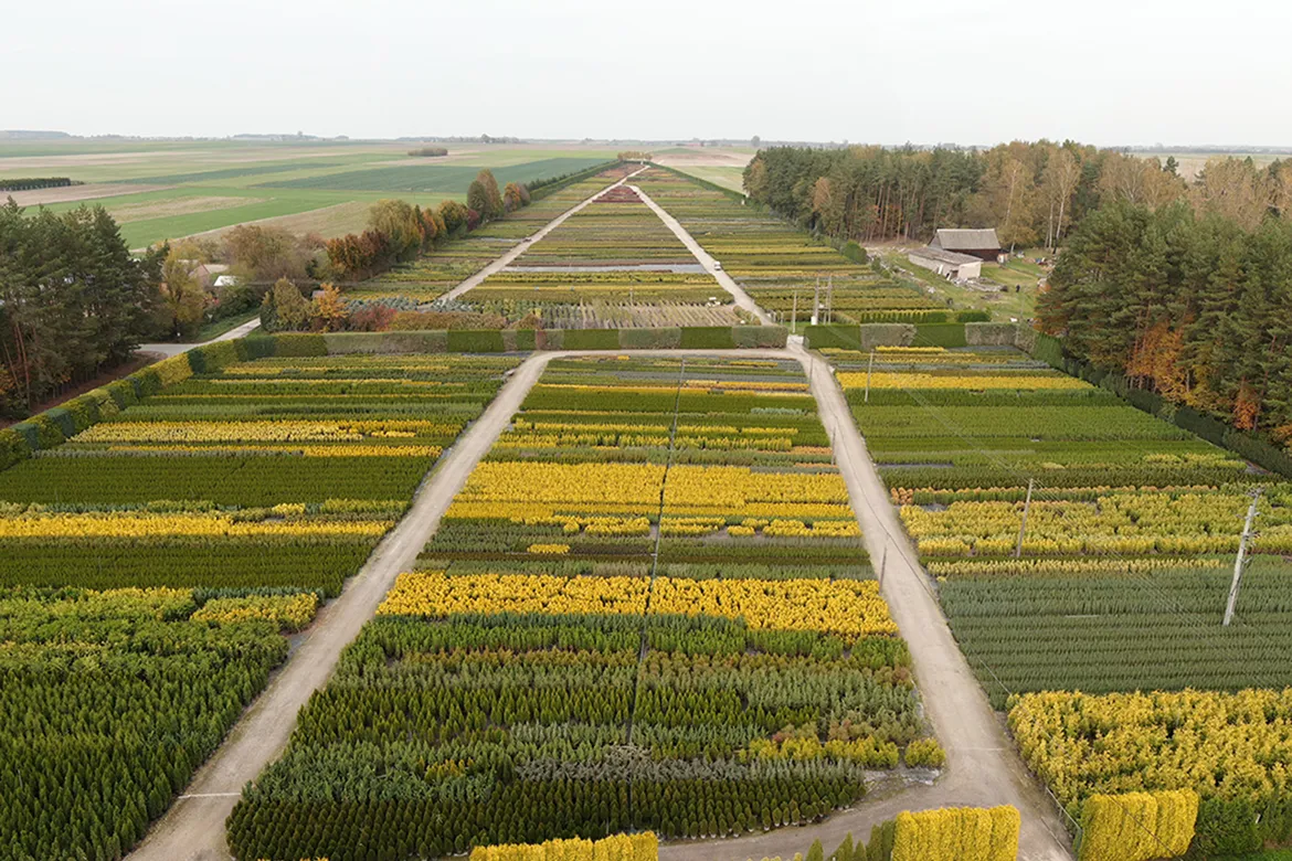 пітомнікавы матэрыял вытворчасць і дыстрыбуцыя Польшча слайд 04