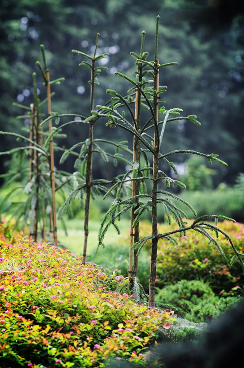 Елка звычайная 'Dr Barański' - фатаграфія