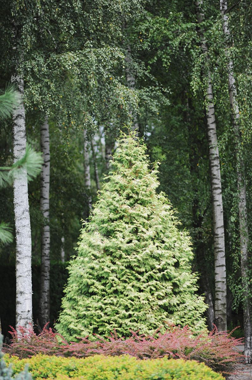Туя заходняя 'БОР' - фатаграфія