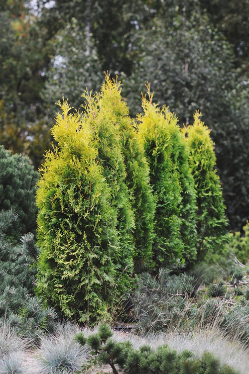 Туя заходняя 'Golden Rocket' - фатаграфія