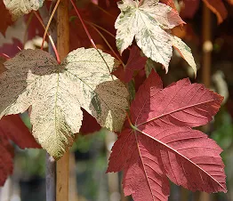 пітомнікавы матэрыял вытворчасць і дыстрыбуцыя Польшча фатаграфія 01