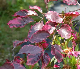 пітомнікавы матэрыял вытворчасць і дыстрыбуцыя Польшча фатаграфія 02