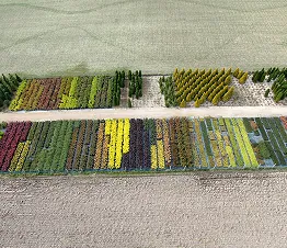 пітомнікавы матэрыял вытворчасць і дыстрыбуцыя Польшча фатаграфія 03