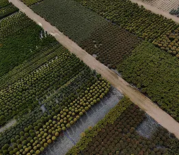 пітомнікавы матэрыял вытворчасць і дыстрыбуцыя Польшча фатаграфія 06