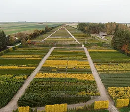 пітомнікавы матэрыял вытворчасць і дыстрыбуцыя Польшча фатаграфія 07