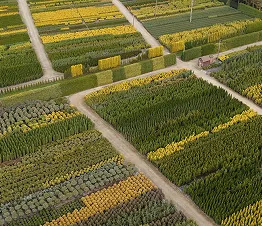 пітомнікавы матэрыял вытворчасць і дыстрыбуцыя Польшча фатаграфія 08