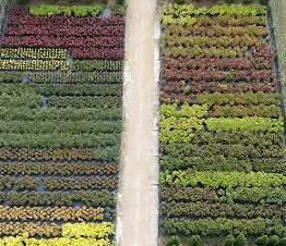 пітомнікавы матэрыял вытворчасць і дыстрыбуцыя Польшча фатаграфія 09