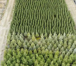 пітомнікавы матэрыял вытворчасць і дыстрыбуцыя Польшча фатаграфія 10