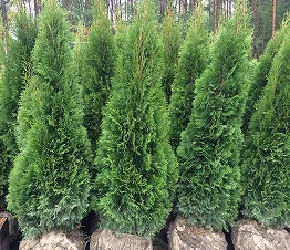 пітомнікавы матэрыял вытворчасць і дыстрыбуцыя Польшча фатаграфія 11