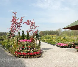 пітомнікавы матэрыял вытворчасць і дыстрыбуцыя Польшча фатаграфія 12