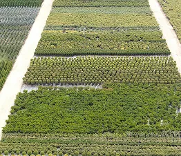 пітомнікавы матэрыял вытворчасць і дыстрыбуцыя Польшча фатаграфія 13