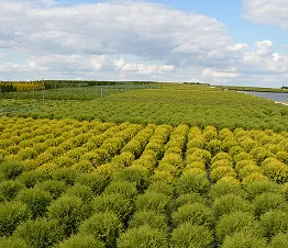 пітомнікавы матэрыял вытворчасць і дыстрыбуцыя Польшча фатаграфія 14