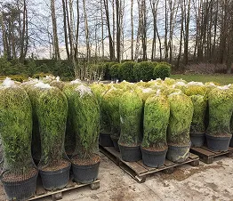 пітомнікавы матэрыял вытворчасць і дыстрыбуцыя Польшча фатаграфія 16